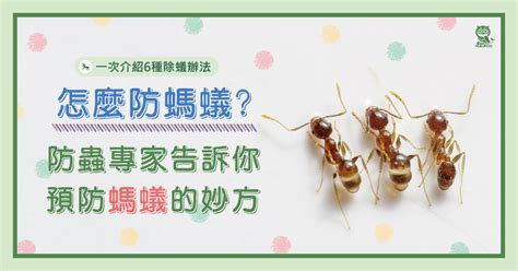 家中有蟻怎辦|窗邊、廚房...家裡突然冒出一大堆螞蟻怎麼辦？消滅螞。